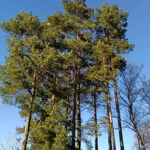 An experienced tree care professional at work
